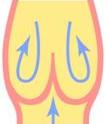正常な血管弁　Normal blood vessel valve